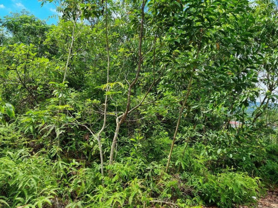 Tanah Banglo 6996 sqft Desa Pinggiran Putra Kajang Atas Bukit View Cantik