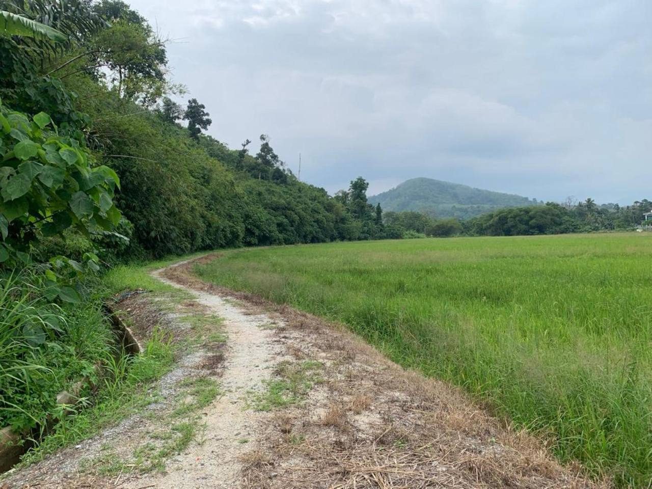 Tanah Pertanian 2.41 Ekar Kuala Kangsar Perak Freehold Sawah Padi