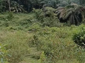 Tanah Pertanian 1.75 Ekar Kampung Senginyeh Johol Negeri Sembilan Freehold
