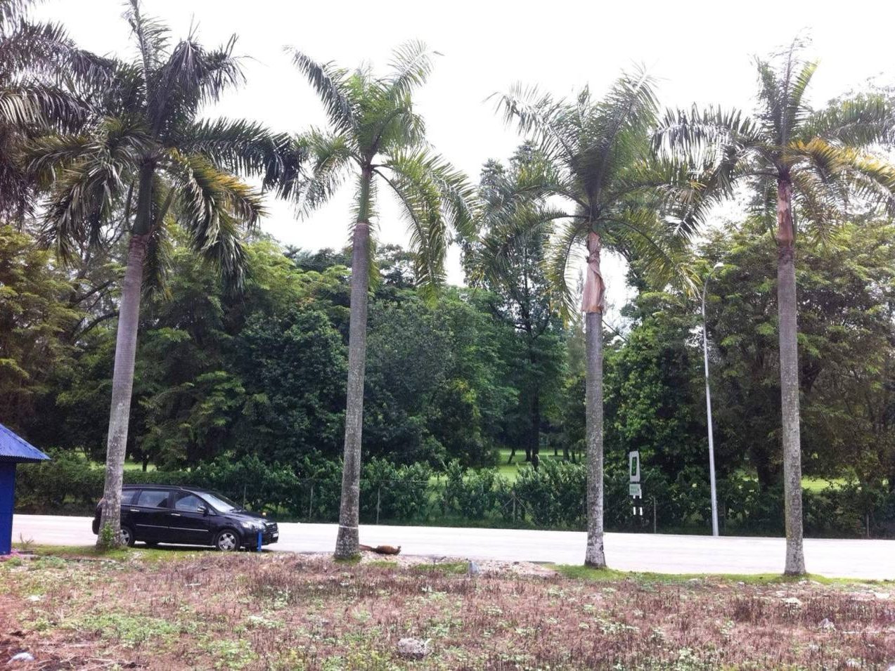 Tanah Banglo 9,100 sqft Ara Damansara Freehold Facing KGNS