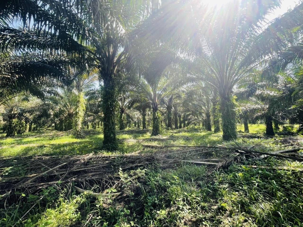 Tanah Pertanian Kelapa Sawit Bukit Beruntung Hulu Selangor 2.68 Ekar Freehold