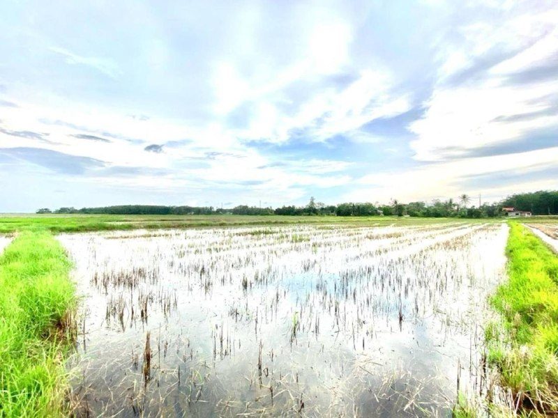 Tanah Suasana Kampung Pokok Sena Kedah 1.56 Ekar Freehold 67812 Sqft