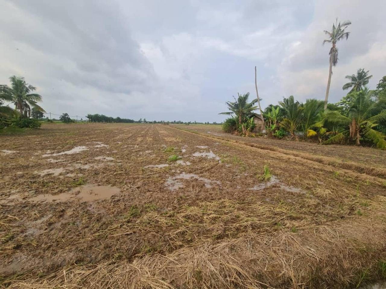 Tanah Pertanian Sabak Bernam Selangor 2 Ekar Freehold Berhampiran Highway