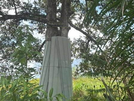 Tanah Pertanian Batu Pahat Johor 3.70 Ekar Leasehold Bumi Lot