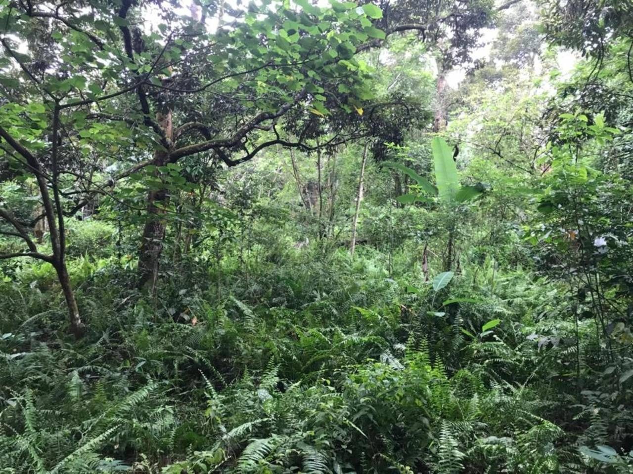 Tanah Pertanian 2 Ekar Sepang | Freehold | Ada Sungai