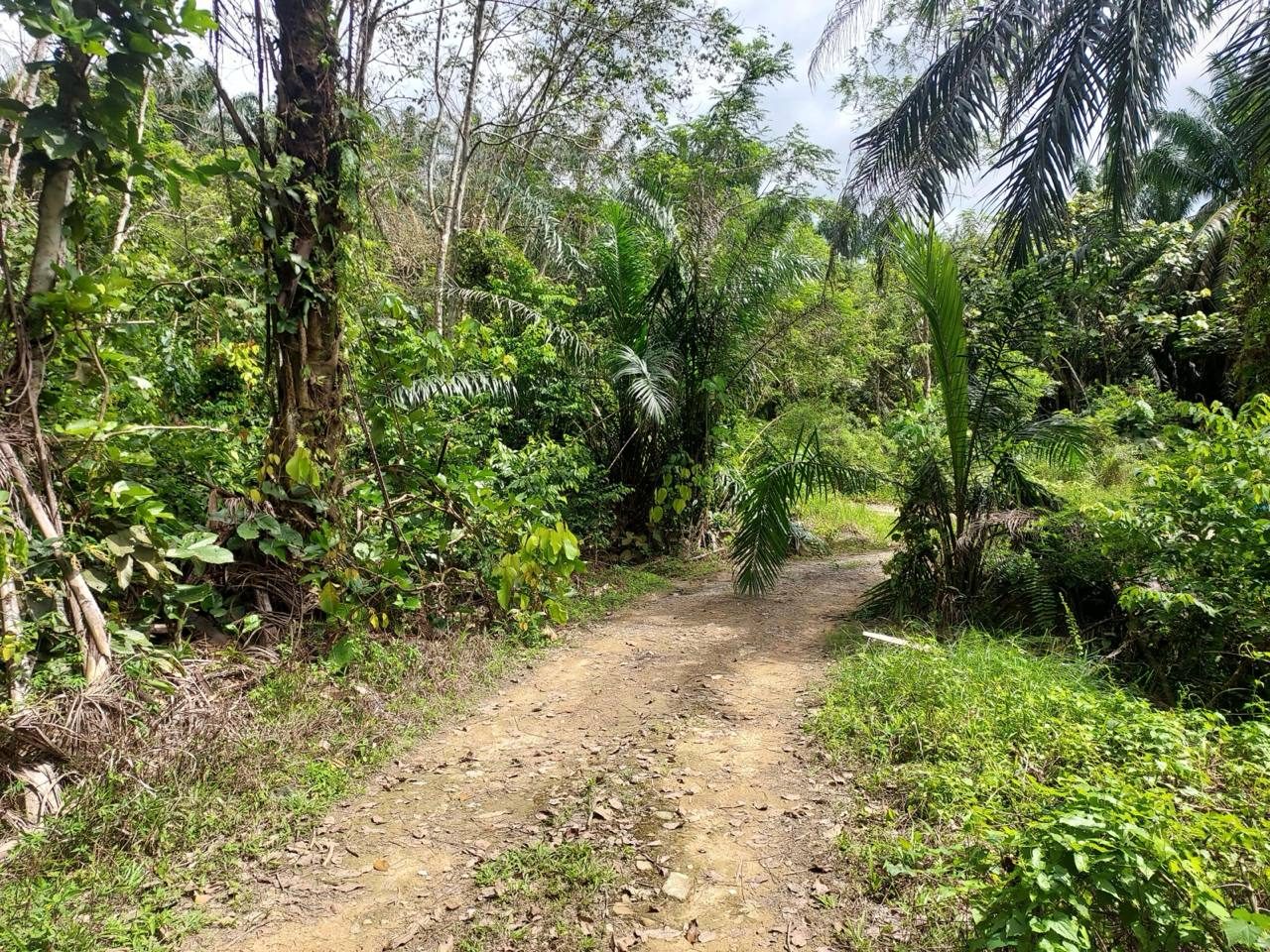 Tanah Sawit 3.9 Ekar Kg Pening Semenyih Freehold