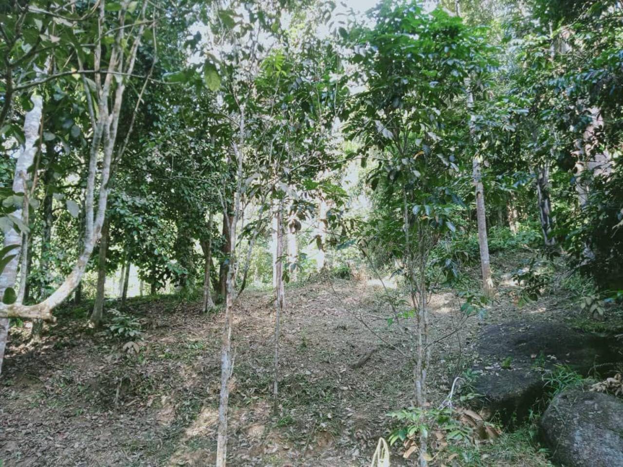 Tanah Pertanian 4 Ekar Seri Menanti Negeri Sembilan | Freehold