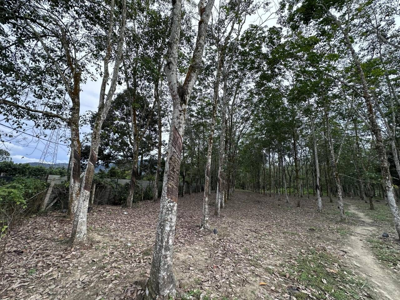 Tanah Getah 5.737 Ekar Kampung Mantin Dalam Setul Negeri Sembilan Freehold