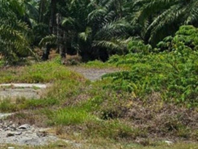 Tanah Pertanian Sabak Bernam Selangor 2 Ekar Freehold
