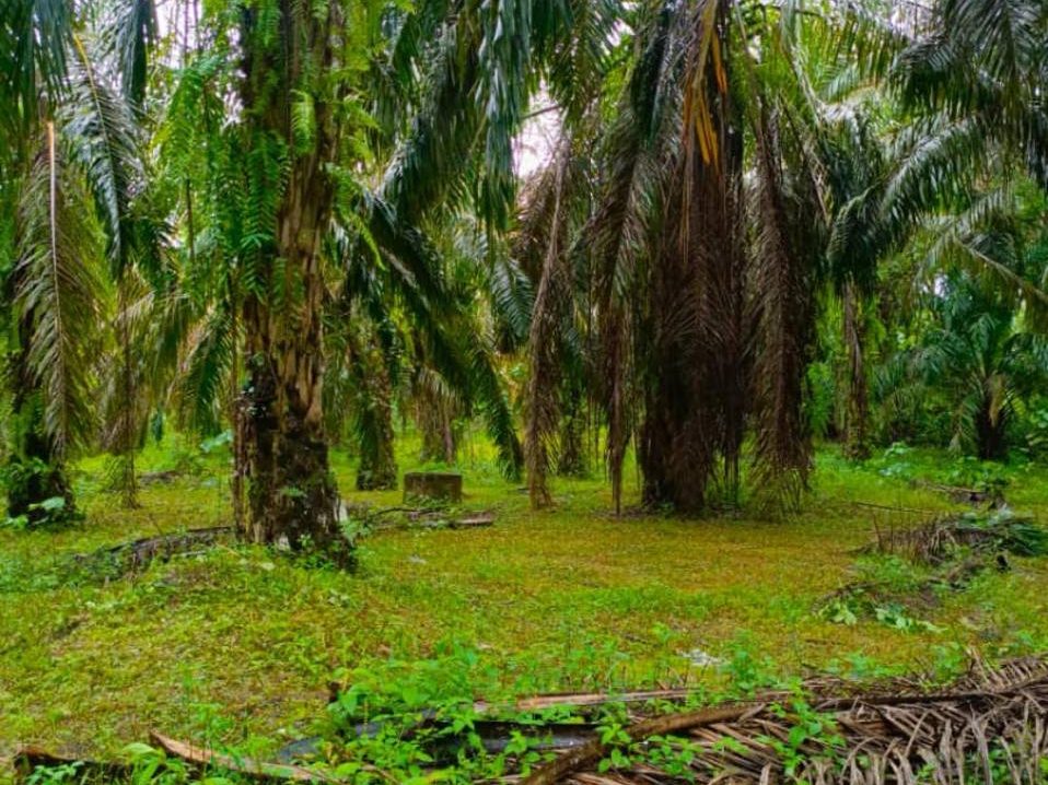 Tanah 4.62 Ekar Sungai Tengas Serdang Kulim Kedah Freehold Tanaman Sawit Akses Jalan