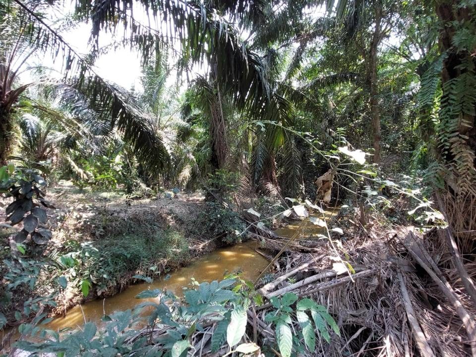 Tanah Pertanian Brisu Alor Melaka 4.26 Ekar Freehold Pertanian Kelapa Sawit