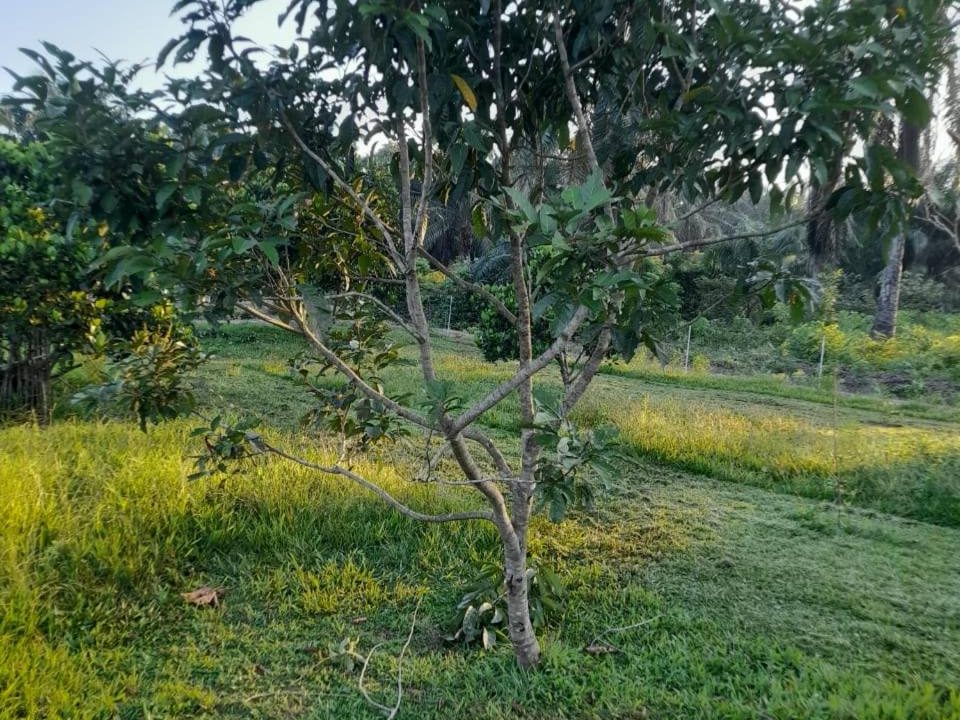 Dusun 1.05 Ekar Gated & Guarded | Nusa Dusun Orchard Resort, Alor Melaka