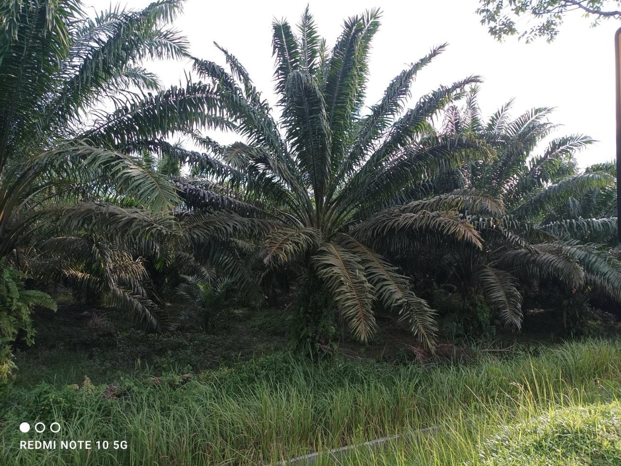 š Tanah 1 Ekar+ Tepi Lebuh AMJ ā Batu, Merlimau, Melaka