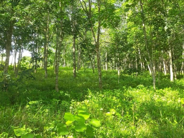 šæ TANAH TANAMAN GETAH UNTUK DIJUAL ā JASIN, MELAKA šæ