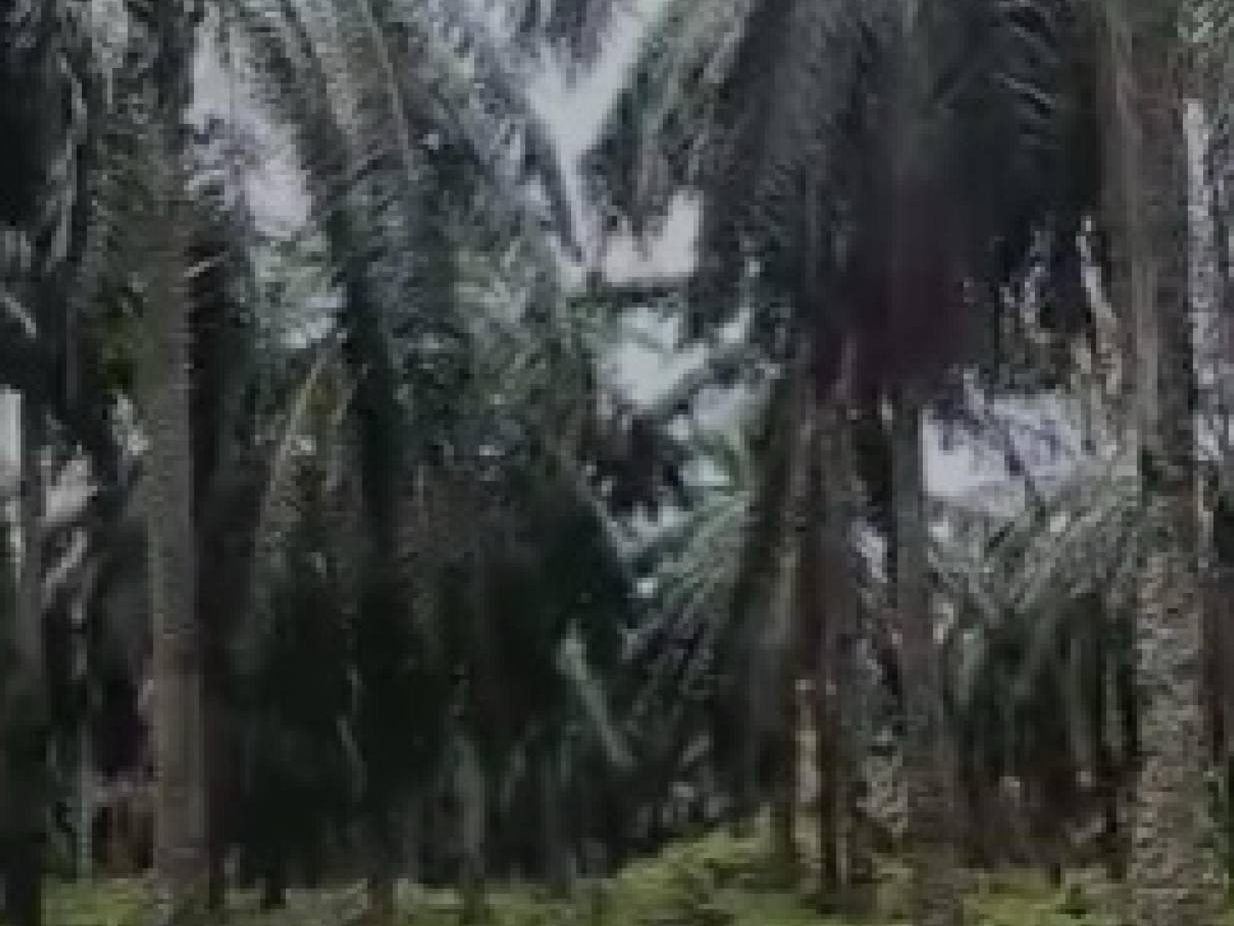 Tanah Pertanian Umbai Jasin Melaka 2.33 Ekar Freehold