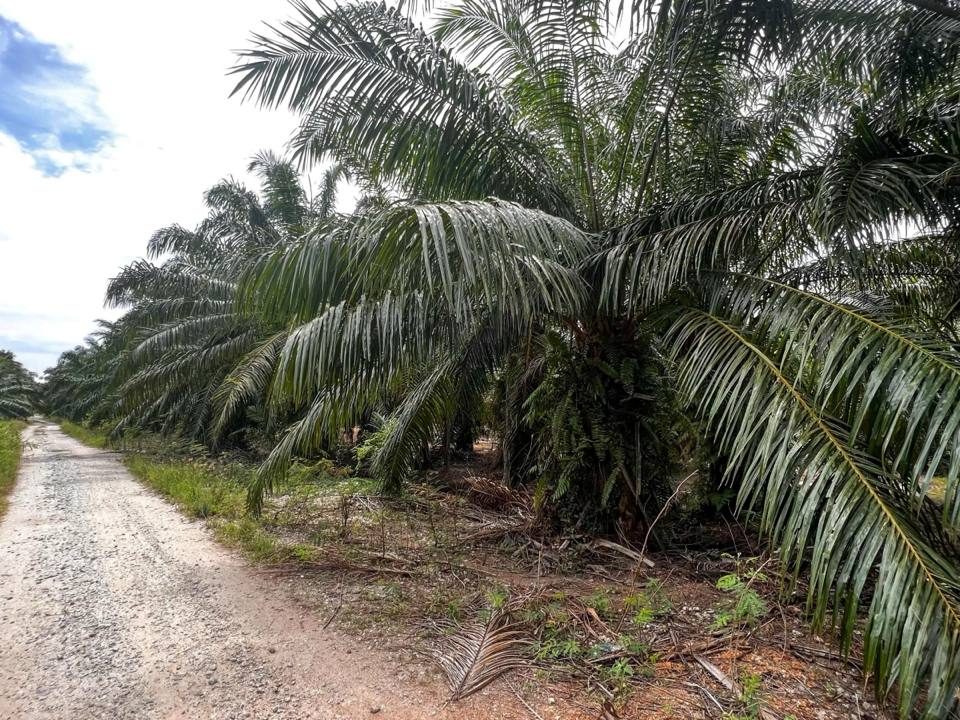 🌴 Tanah Sawit 2 Ekar | Pancang Bedena, Sabak Bernam – Untuk Dijual 🌴