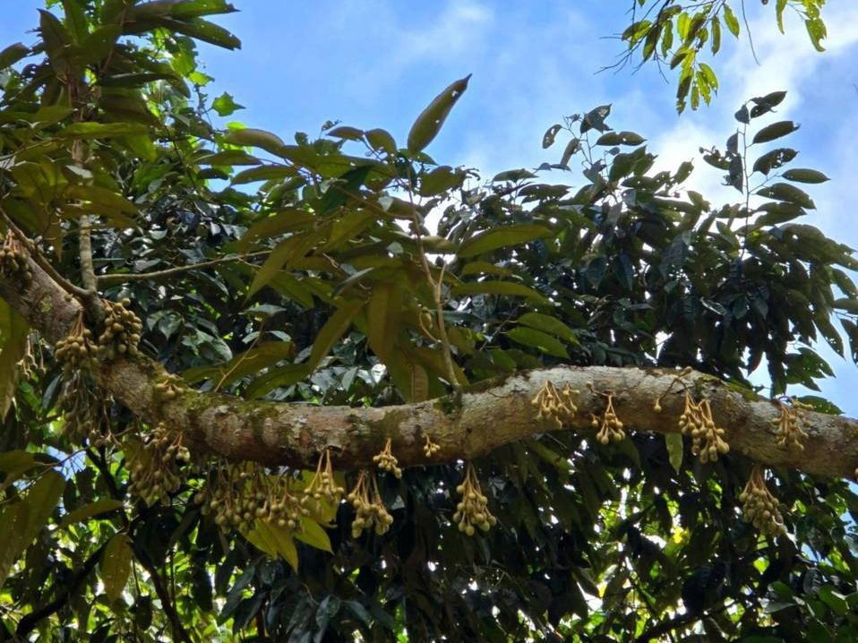 Dusun 2.19 Ekar Kuala Pilah Berdekatan Ulu Bendul Freehold