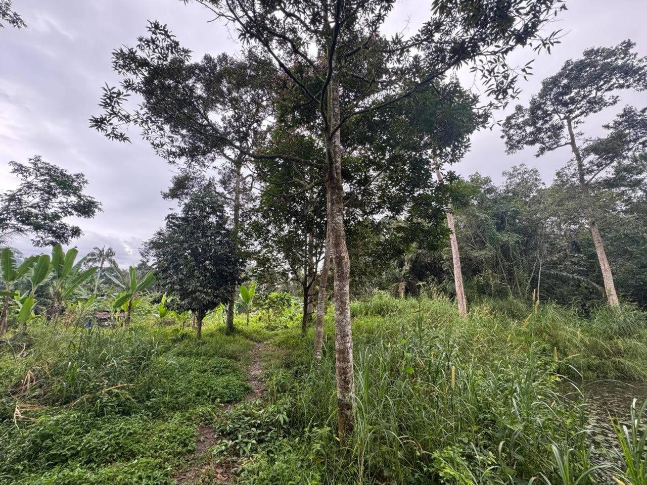 🌿 Tanah Dusun Matang 8 Ekar @ Batu 18, Hulu Langat