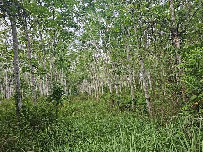 š³ TANAH PERTANIAN (KEBUN GETAH) UNTUK DIJUAL ā Kg Belukar Jambu, Pokok Sena, Kedah