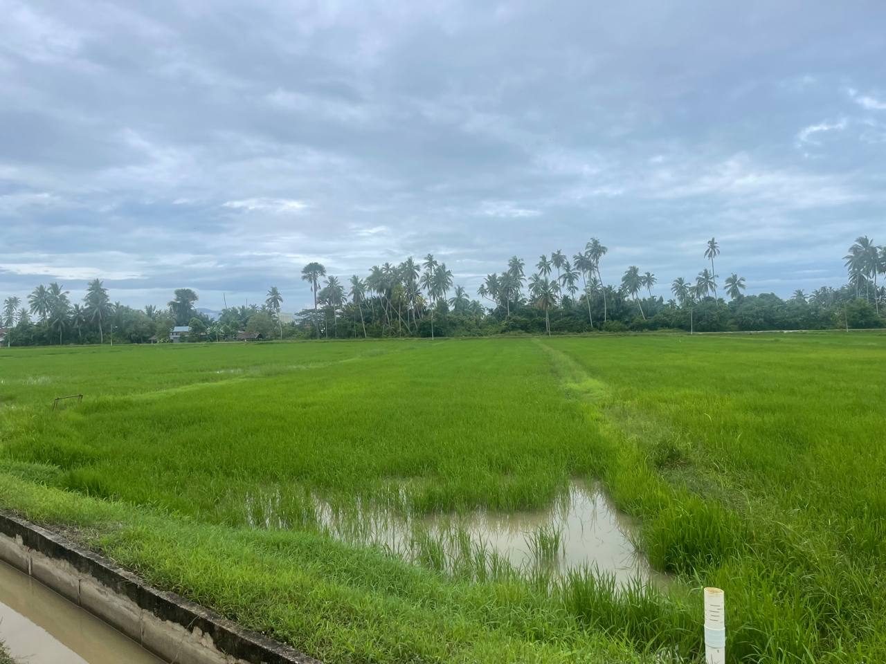 š” Tanah First Grade Tepi Jalan Utama @ Permatang Tok Labu, Penaga, Pulau Pinang