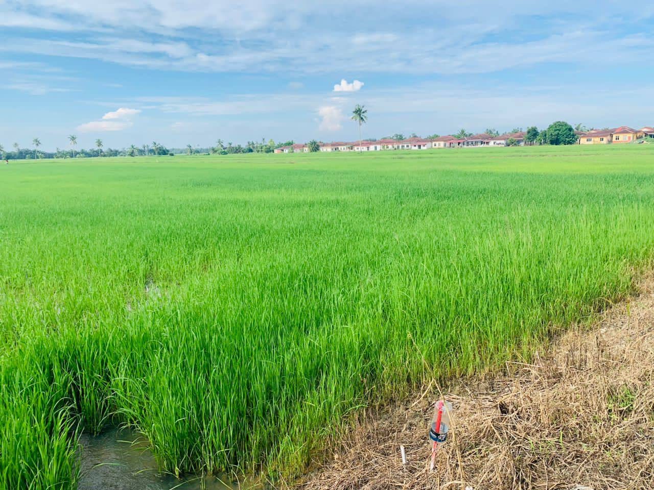 š¾ Tanah Sawah Sesuai Buat Lot Untuk Dijual | Taiping Road, Bagan Serai, Perak