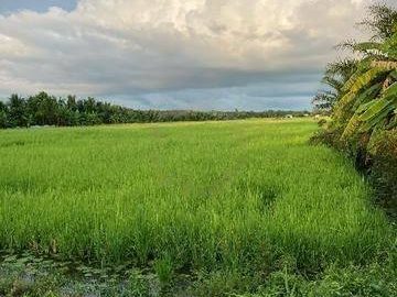 🌾 TANAH PERTANIAN / SAWAH BENDANG 2.5 EKAR | PARIT HAJI NAPIS 2, PARIT BUNTAR