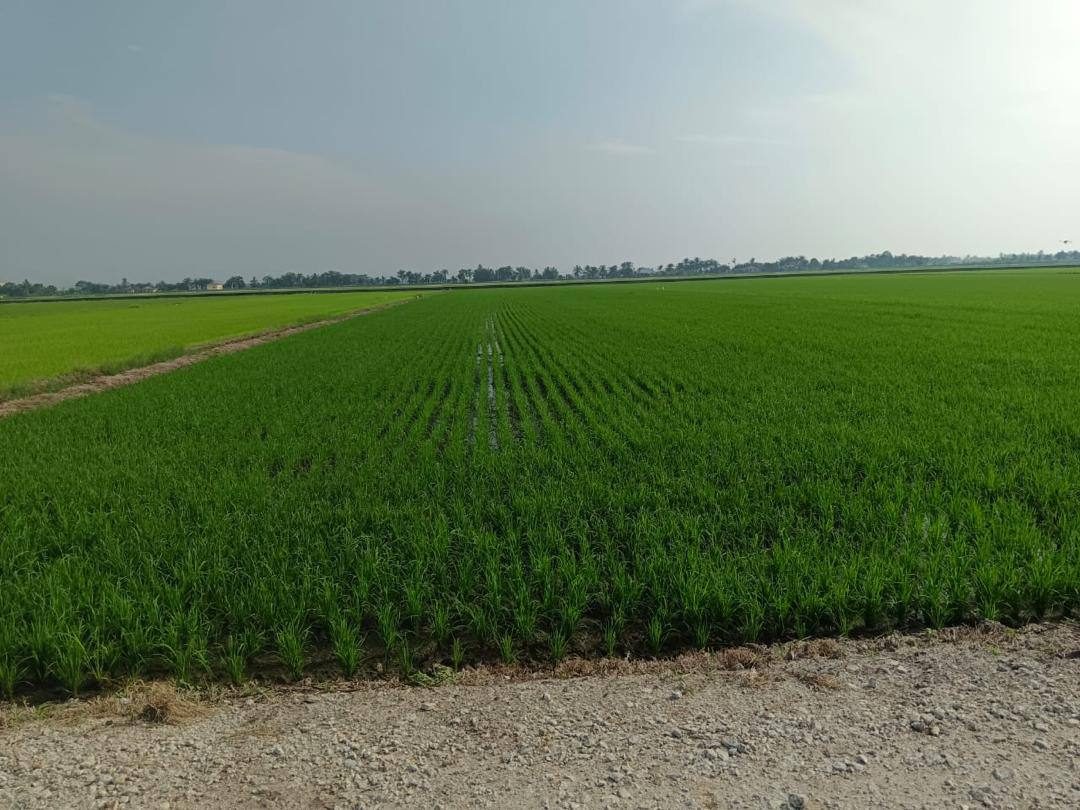 š¾ Tanah Sawah 1.37 Ekar Untuk Dijual ā Parit 7 Timur, Sungai Besar (Sabak Bernam)