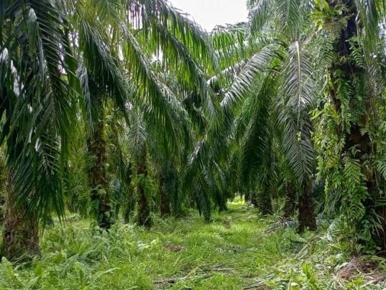 š“ TANAH KELAPA SAWIT 5 EKAR ā NYIUR SEBATANG, SABAK BERNAM