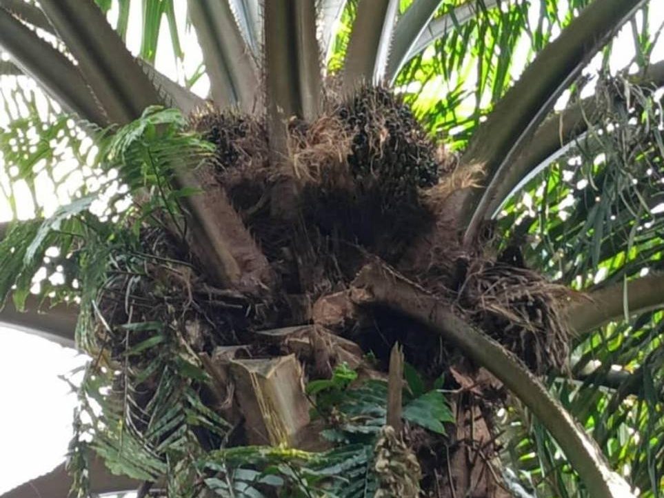 š“ TURUN HARGA TANAH KELAPA SAWIT 4.3 EKAR ā MUKIM LEPAR, PEKAN, PAHANG