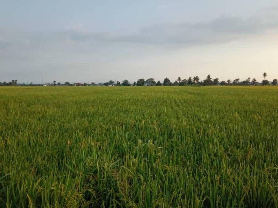 š¾ UNTUK DIJUAL ā TANAH SAWAH 2.7 EKAR | SABAK BERNAM, SELANGOR