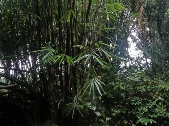 š³ Tanah Dusun 1.5 Ekar FREEHOLD ā Sungkai, Perak