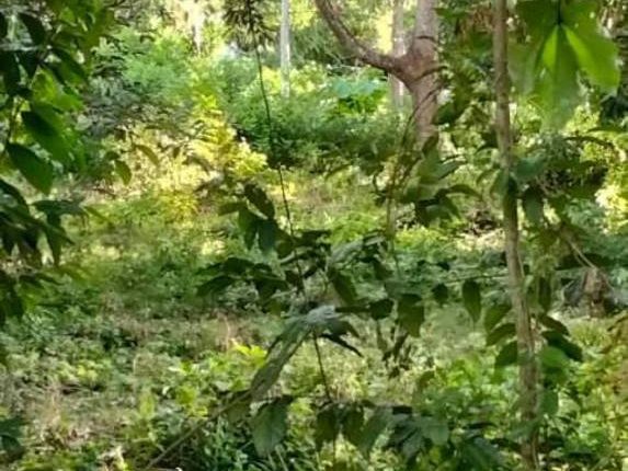š± Tanah Pertanian / Kebun 1.7 Ekar ā Masjid Tanah, Alor, Melaka