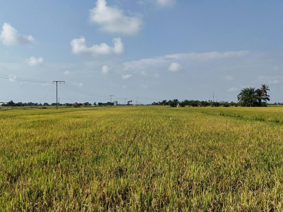 š¾ Tanah Sawah Corner Lot ā Parit 9 Timur, Sungai Besar, Selangor
