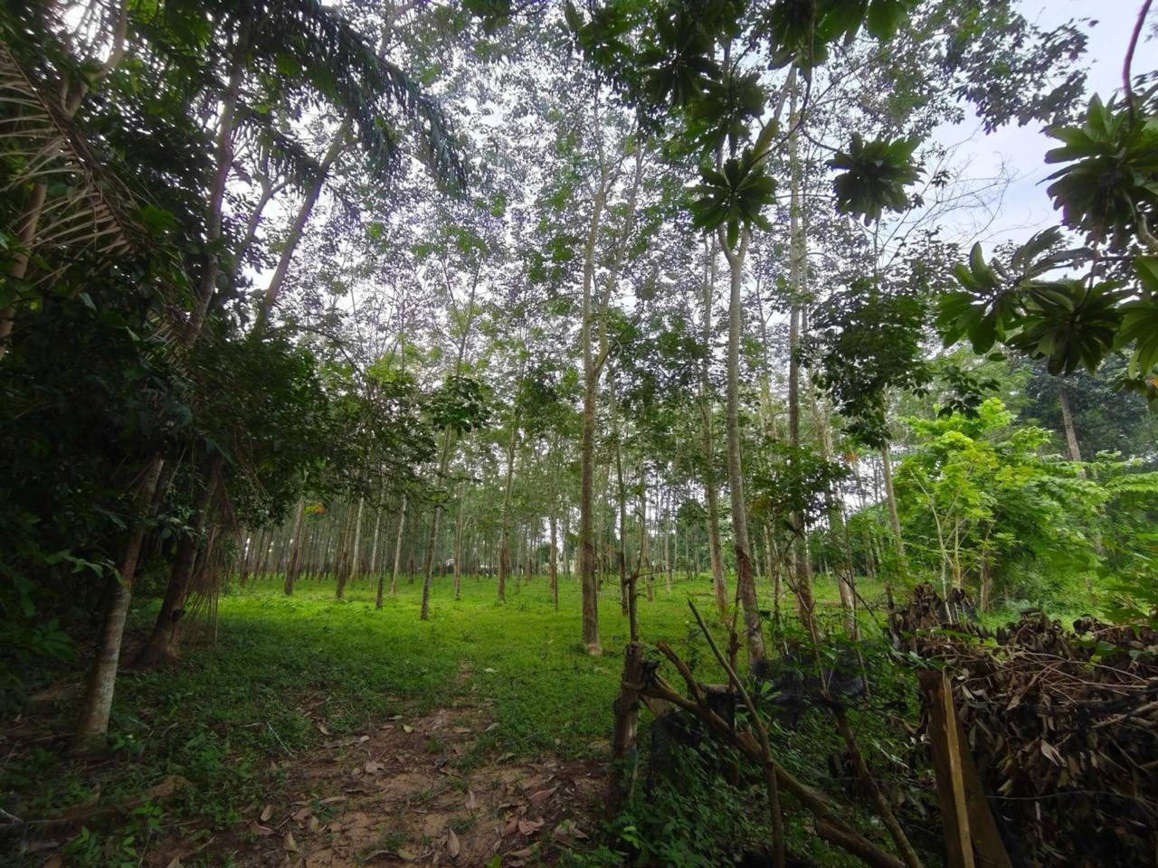 š¾ TANAH PERTANIAN FREEHOLD | KOTA SETAR, KEDAH