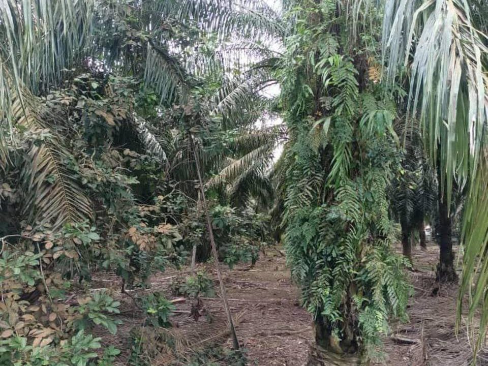 š“ TANAH PERTANIAN 1.91 EKAR | AYER HITAM, JOHOR
