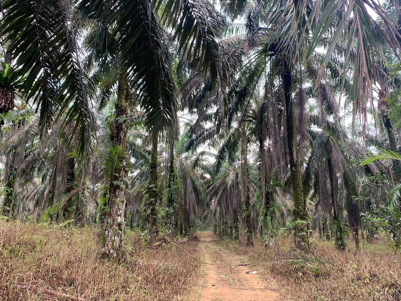 š“ TANAH KELAPA SAWIT UNTUK DIJUAL ā SUNGAI BATU, BANDAR BAHARU, KEDAH š“