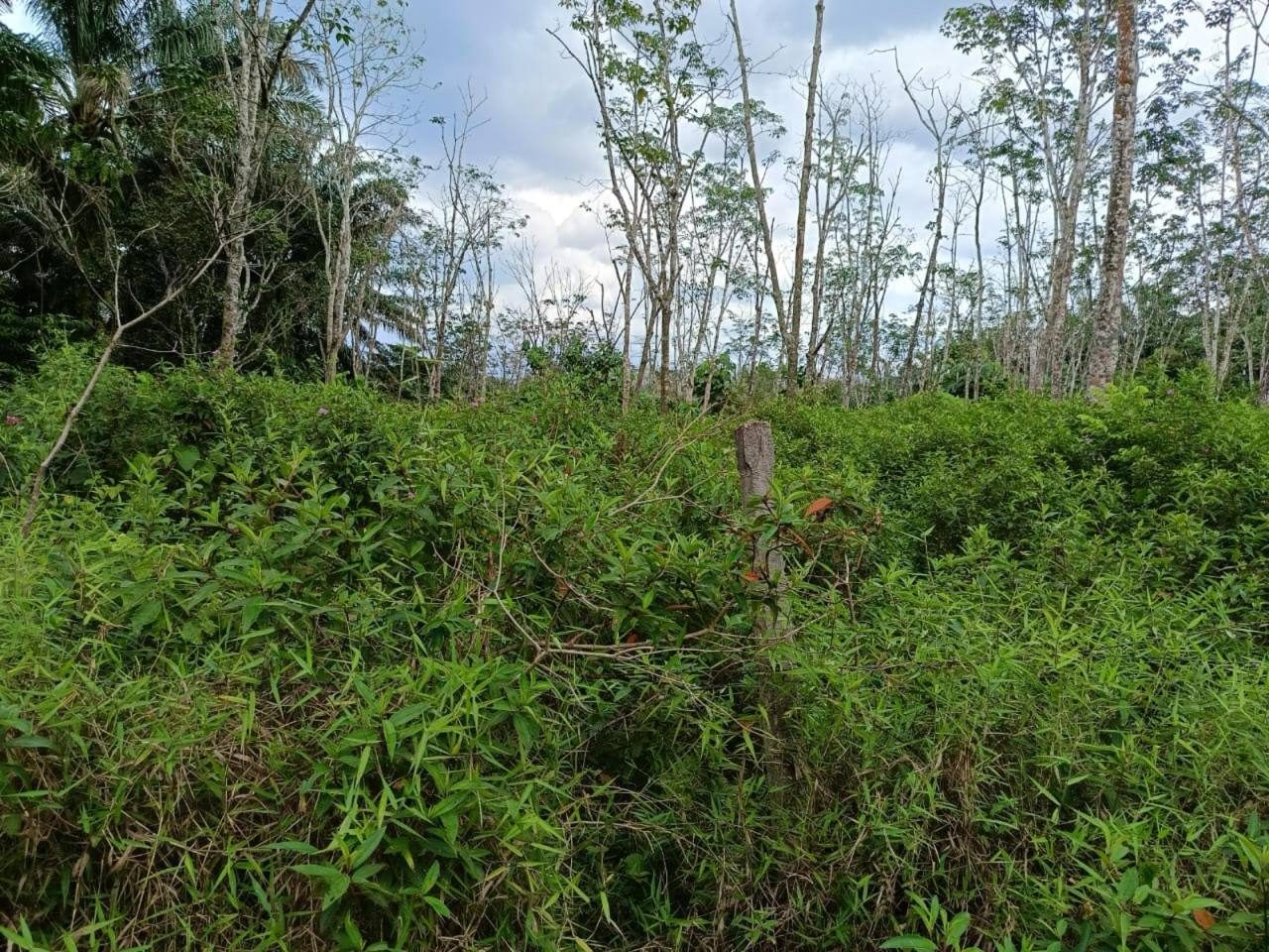 šæ TANAH PERTANIAN UNTUK DIJUAL ā SUNGAI BATU, BANDAR BAHARU, KEDAH šæ