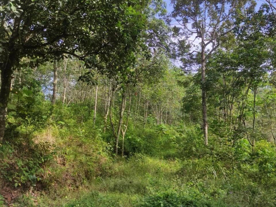 Tanah Pertanian Batang Kali Hulu Selangor 6.19 Ekar Jalan Tar Mata Air