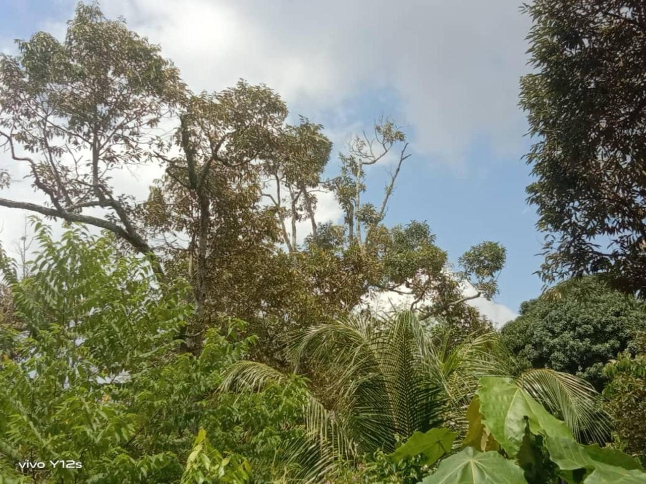 Tanah Pertanian Durian Tunggal Melaka 2.90 Ekar Freehold