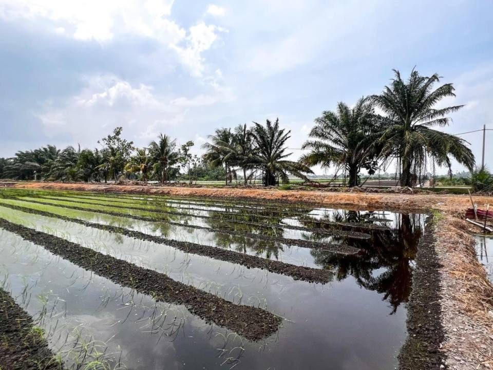 Sawah 3 Ekar Tanjong Karang Kuala Selangor