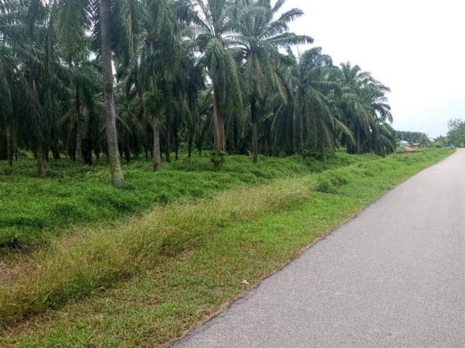 Tanah Pertanian Sawit 9.2 Ekar Batu Pahat Johor Freehold