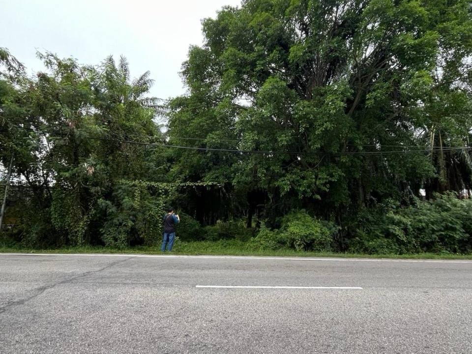 Tanah Pertanian Sawit 6.3 Ekar Muar Johor Freehold
