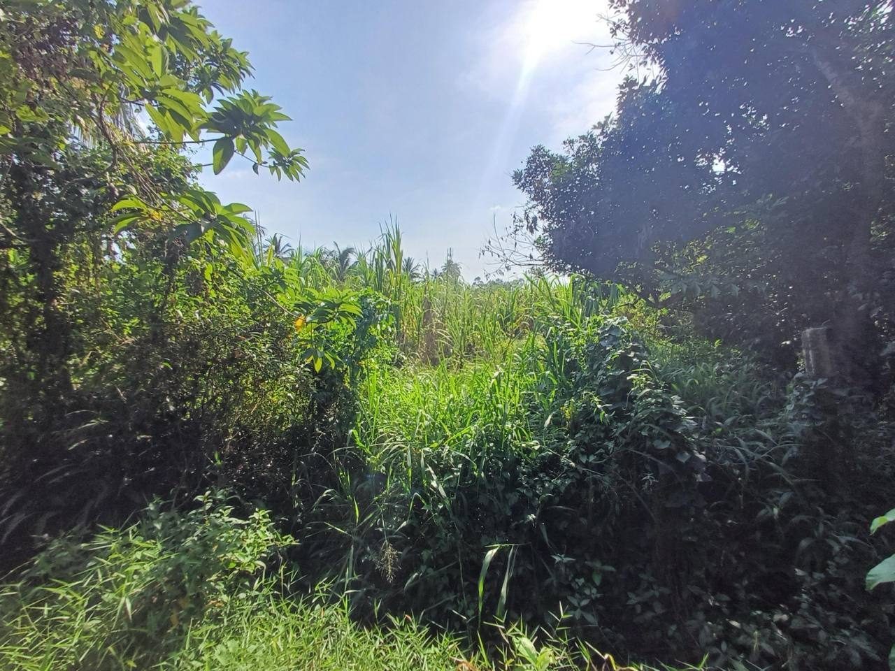 Tanah Bangunan Cerok Tok Kun Bukit Mertajam Pulau Pinang 1.21 Ekar Freehold