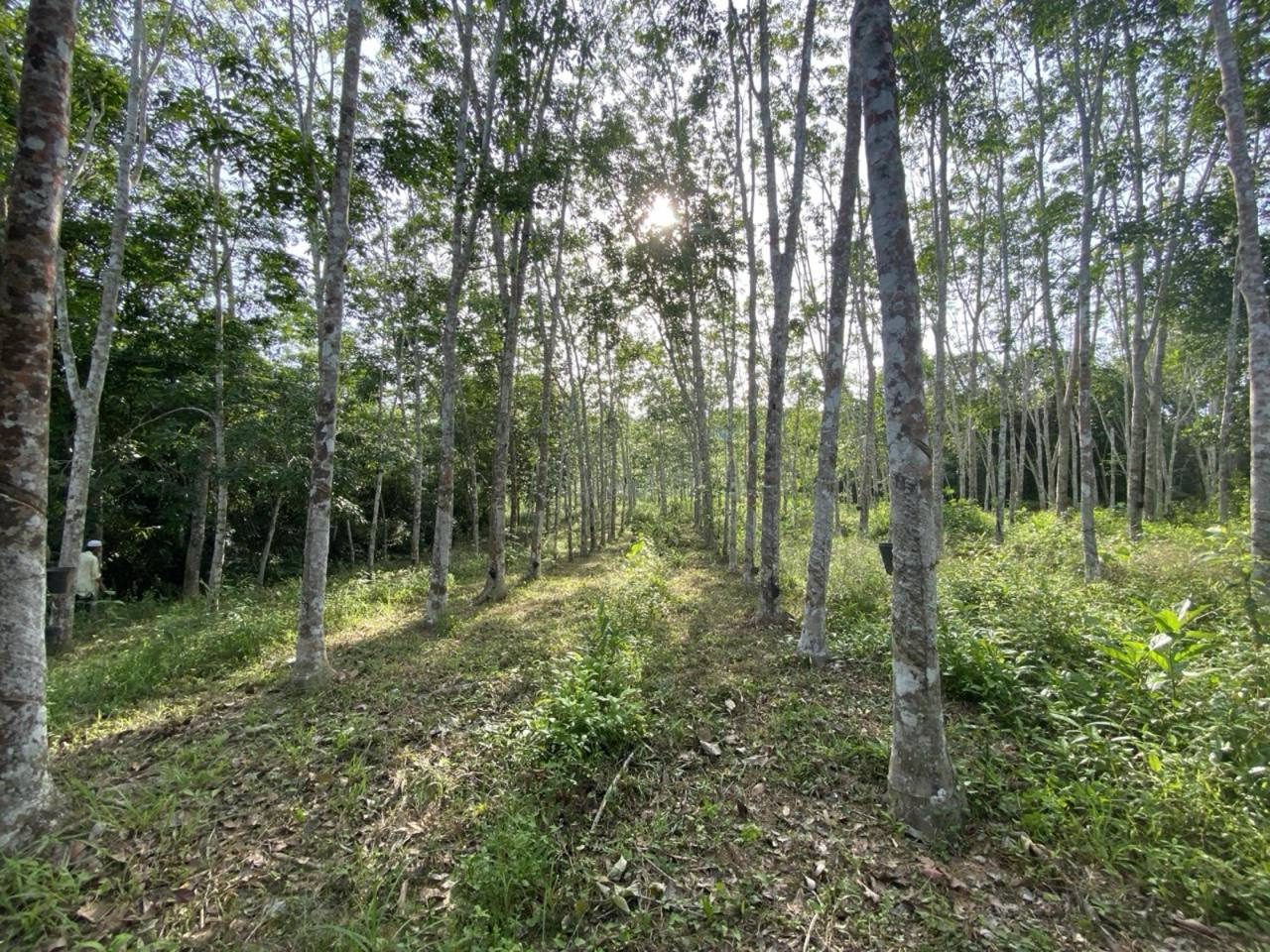 Tanah Pertanian 4.2 Ekar Kuala Nerang, Kedah