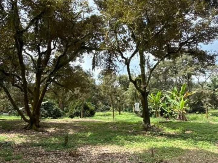 Tanah Pertanian 6 Ekar Batu 15 Gambang ā Kebun Durian