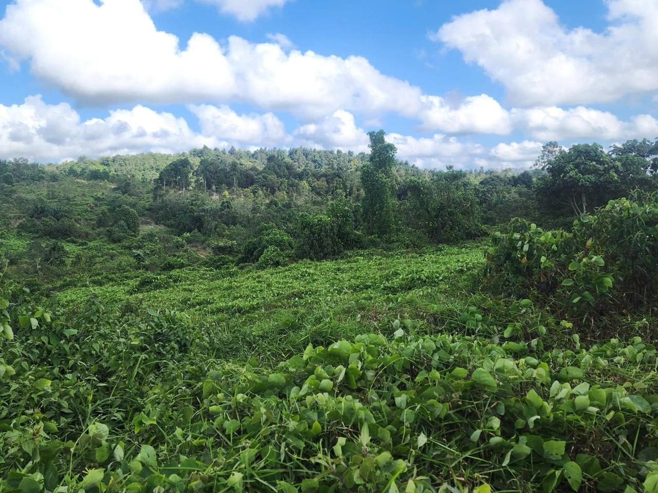 Tanah Pertanian Jemaluang Mersing Johor 6 Ekar