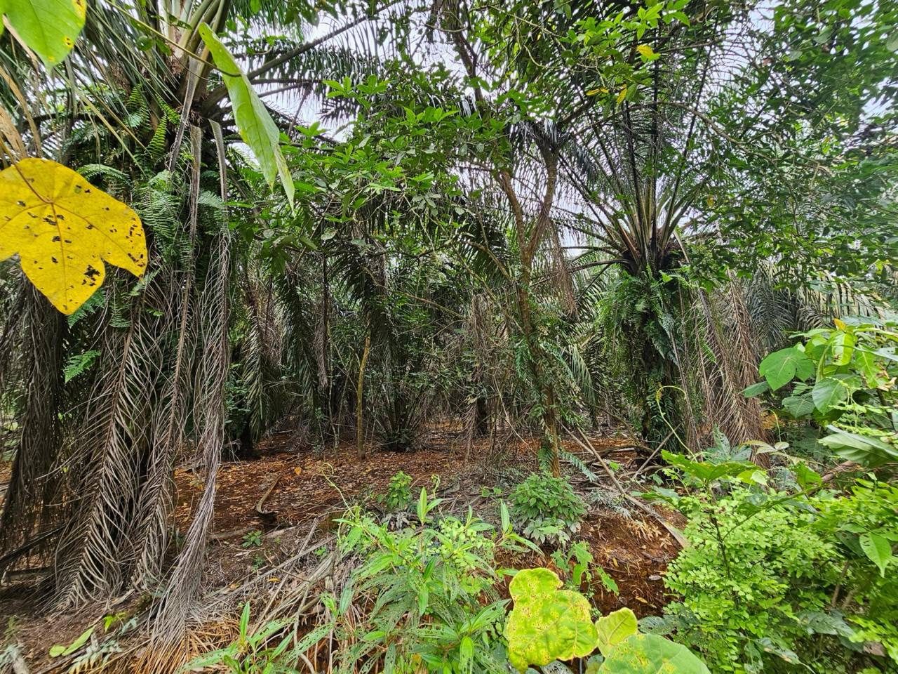 Tanah Pertanian Batu 9 Manong Ayer Hitam Johor 6 Ekar