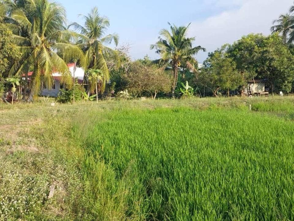 Tanah Pertanian Sawah Padi Pekan Darat Butterworth Pulau Pinang 1.89 Ekar Freehold