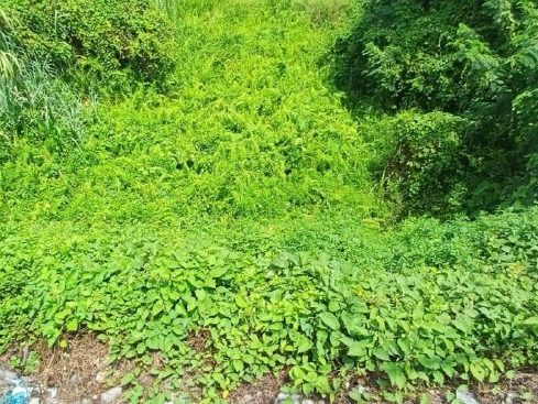 Tanah Pertanian Sungai Buah Dengkil Sepang 2.18 Ekar Freehold Dekat KLIA Bangi