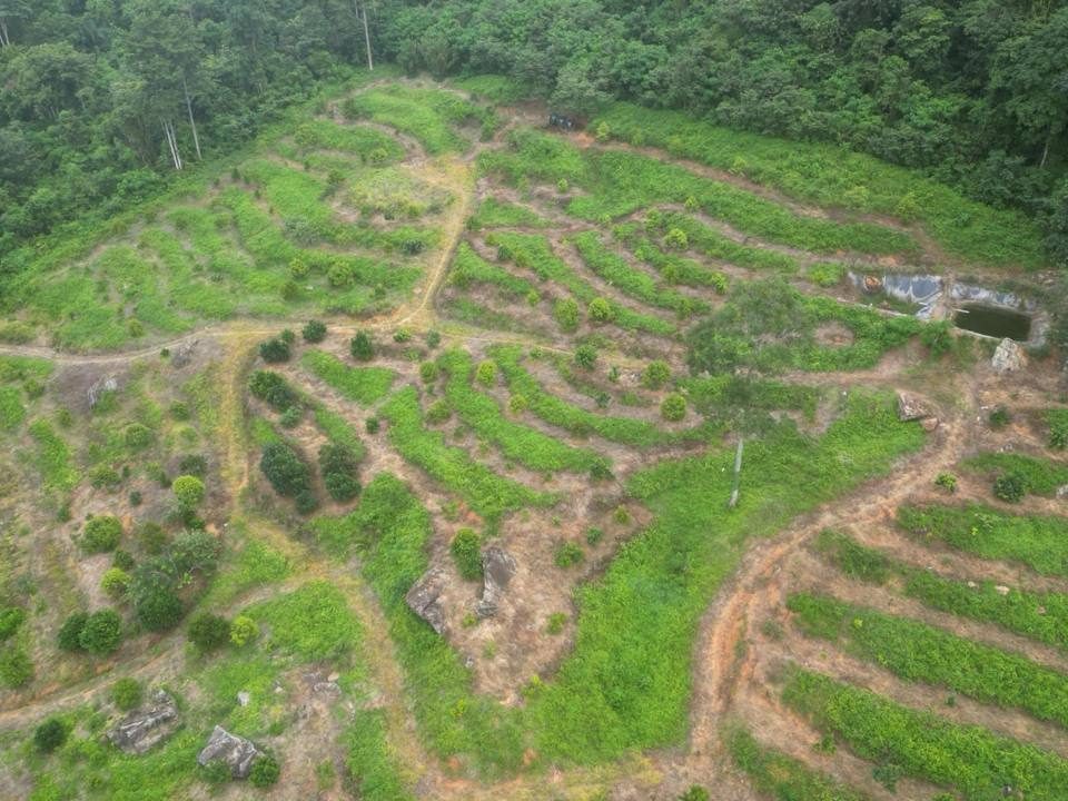 Dusun Avocado 6 Ekar Freehold, Tangkak, Johor